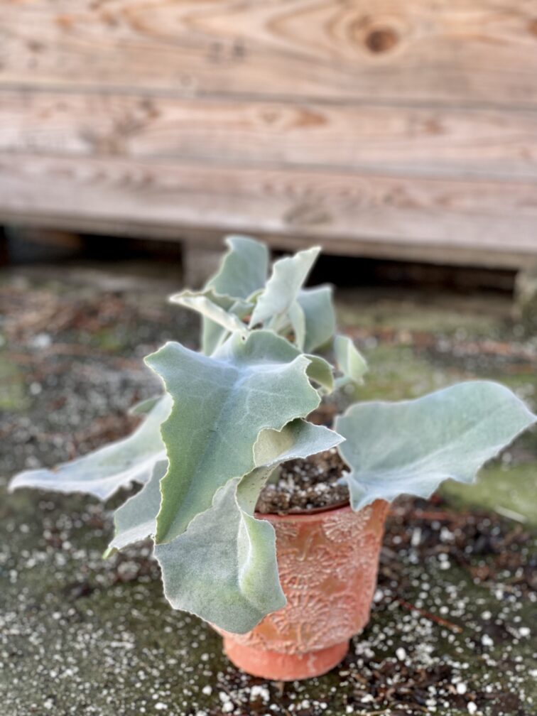 Zdjęcie rośliny Kalanchoe beharensis, ujęcie 2