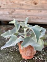 Zdjęcie rośliny Kalanchoe beharensis, ujęcie 3