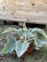Zdjęcie rośliny Kalanchoe beharensis, ujęcie 4