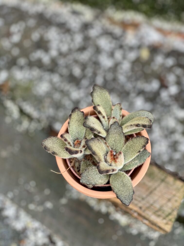 kalanchoe-tomentosa_6x10-1_1645876171.jpg Zdjęcie rośliny Kalanchoe tomentosa, ujęcie 1