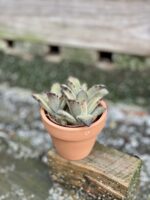 Zdjęcie rośliny Kalanchoe tomentosa, ujęcie 2