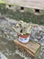 Zdjęcie rośliny Kalanchoe tomentosa, ujęcie 3