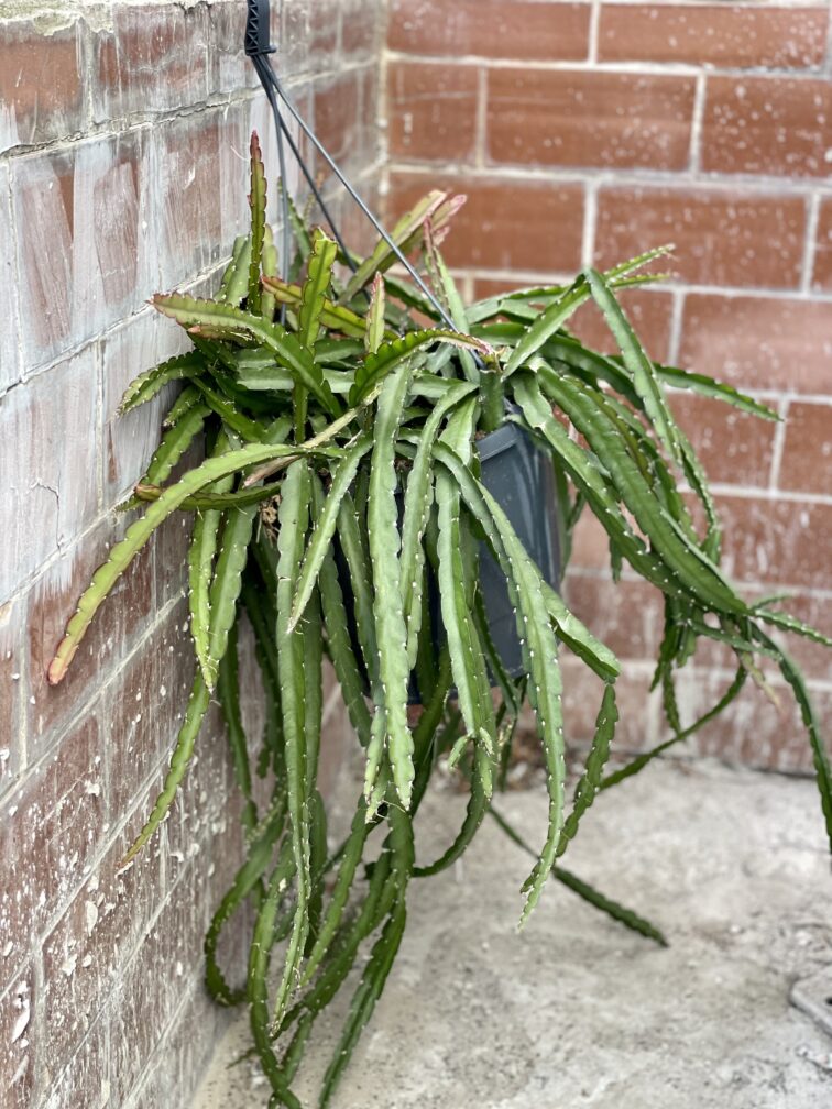 Zdjęcie rośliny Lepismium cruciforme, ujęcie 1
