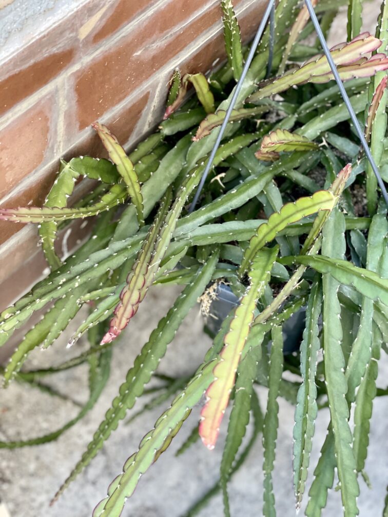 Zdjęcie rośliny Lepismium cruciforme, ujęcie 3
