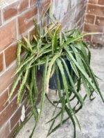 Zdjęcie rośliny Lepismium cruciforme, ujęcie 4