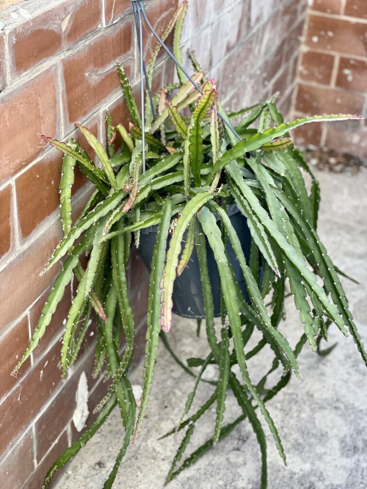 Zdjęcie rośliny Lepismium cruciforme, ujęcie 4
