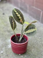 Zdjęcie rośliny Maranta Fascinator Tricolor, ujęcie 1