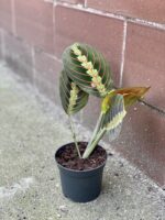 Zdjęcie rośliny Maranta Fascinator Tricolor, ujęcie 2