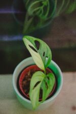 Zdjęcie rośliny Monstera Monkey Mask variegata, ujęcie 1