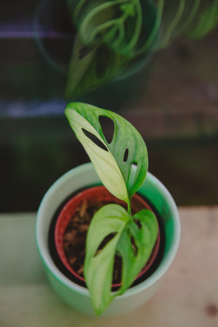 Zdjęcie rośliny Monstera Monkey Mask variegata, ujęcie 1