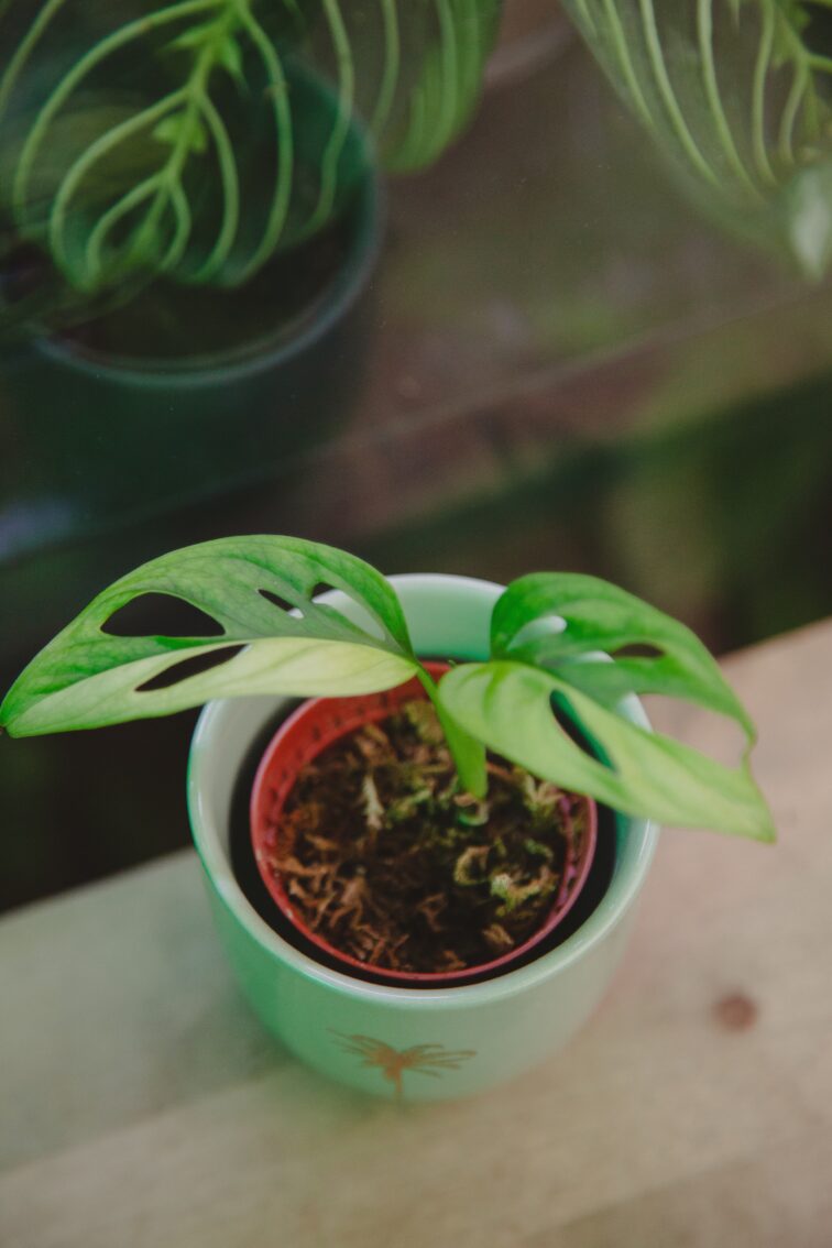 Zdjęcie rośliny Monstera Monkey Mask variegata, ujęcie 2