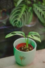 Zdjęcie rośliny Monstera Monkey Mask variegata, ujęcie 3