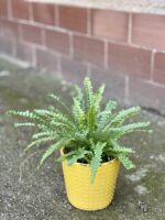 Zdjęcie rośliny Nephrolepis cordifolia Duffii (Nefrolepis), ujęcie 1