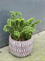 Zdjęcie rośliny Nephrolepis exaltata Emina, ujęcie 1