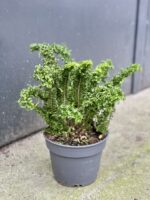 Zdjęcie rośliny Nephrolepis exaltata Emina, ujęcie 2