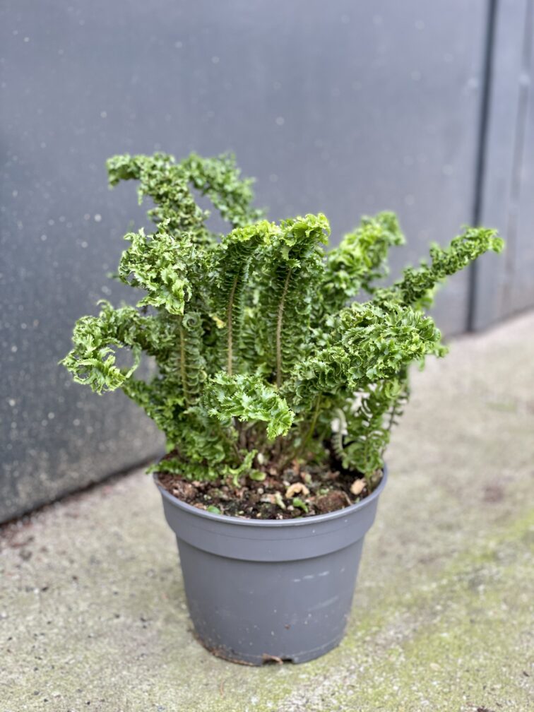 Zdjęcie rośliny Nephrolepis exaltata Emina, ujęcie 2