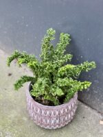 Zdjęcie rośliny Nephrolepis exaltata Emina, ujęcie 3