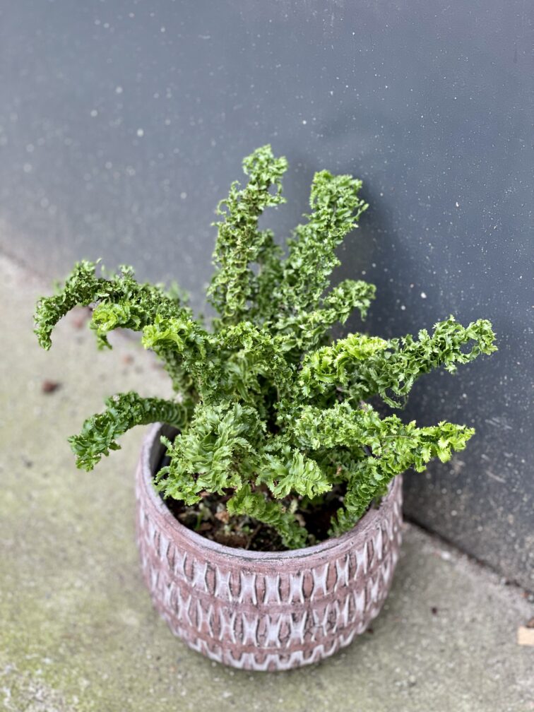 Zdjęcie rośliny Nephrolepis exaltata Emina, ujęcie 3