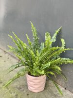 Zdjęcie rośliny Nephrolepis exaltata Green Lady (Nefrolepis wyniosły), ujęcie 1