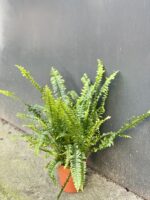 Zdjęcie rośliny Nephrolepis exaltata Green Lady (Nefrolepis wyniosły), ujęcie 2