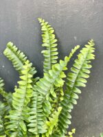 Zdjęcie rośliny Nephrolepis exaltata Green Lady (Nefrolepis wyniosły), ujęcie 3