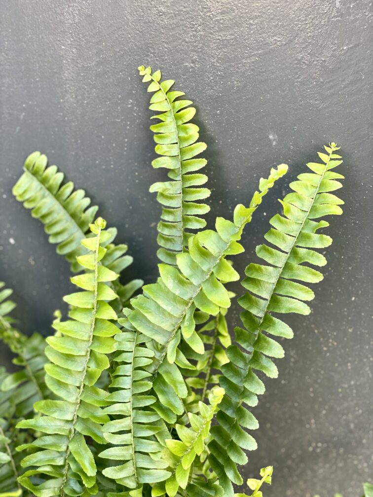 Zdjęcie rośliny Nephrolepis exaltata Green Lady (Nefrolepis wyniosły), ujęcie 3