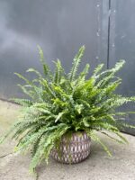 Zdjęcie rośliny Nephrolepis exaltata Montana, ujęcie 1