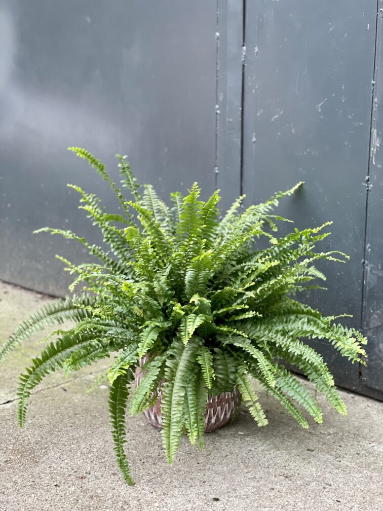 Zdjęcie rośliny Nephrolepis exaltata Montana, ujęcie 3