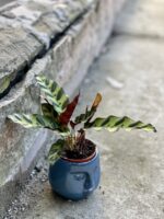Zdjęcie doniczki lub oslonki: Osłonka Silvia 7x7&nbsp;cm, ujęcie 2