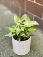Zdjęcie doniczki lub oslonki: Osłonka Yorshka White 12x13&nbsp;cm, ujęcie 2