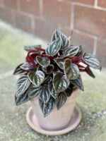Zdjęcie rośliny Peperomia Caperata Brasilia, ujęcie 1