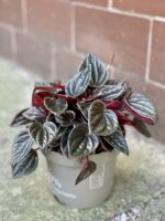 Zdjęcie rośliny Peperomia Caperata Brasilia, ujęcie 2