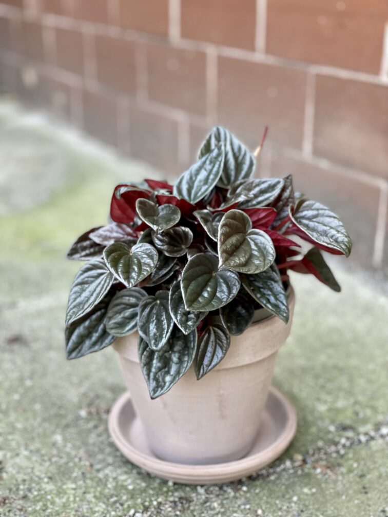 Zdjęcie rośliny Peperomia Caperata Brasilia, ujęcie 3