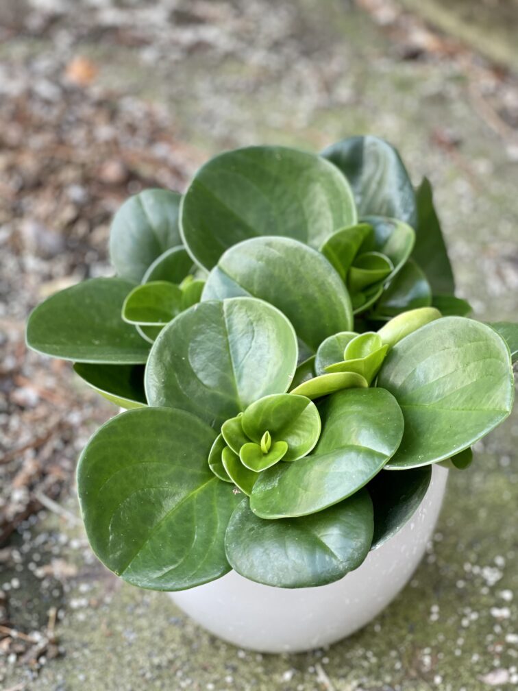 peperomia-obtusifolia_14x30-1_1645262885.jpg Zdjęcie rośliny Peperomia Obtusifolia, ujęcie 1