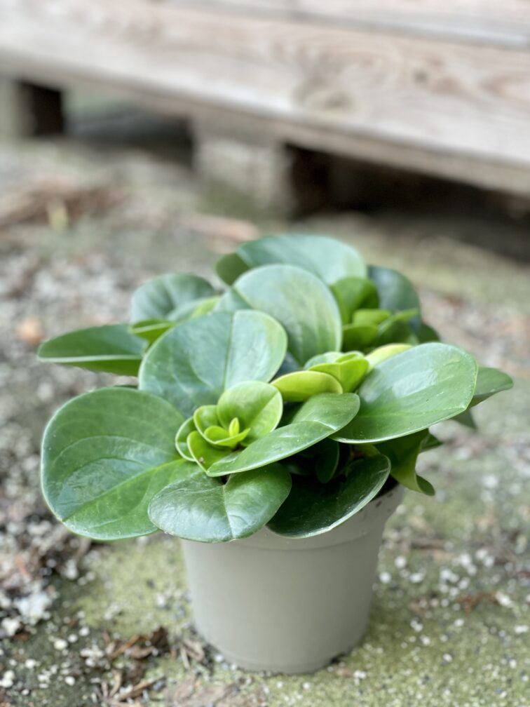Zdjęcie rośliny Peperomia Obtusifolia, ujęcie 2