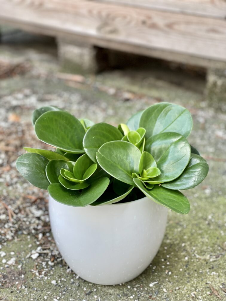 Zdjęcie rośliny Peperomia Obtusifolia, ujęcie 3