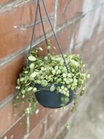 Zdjęcie rośliny Peperomia Prostrata, ujęcie 1