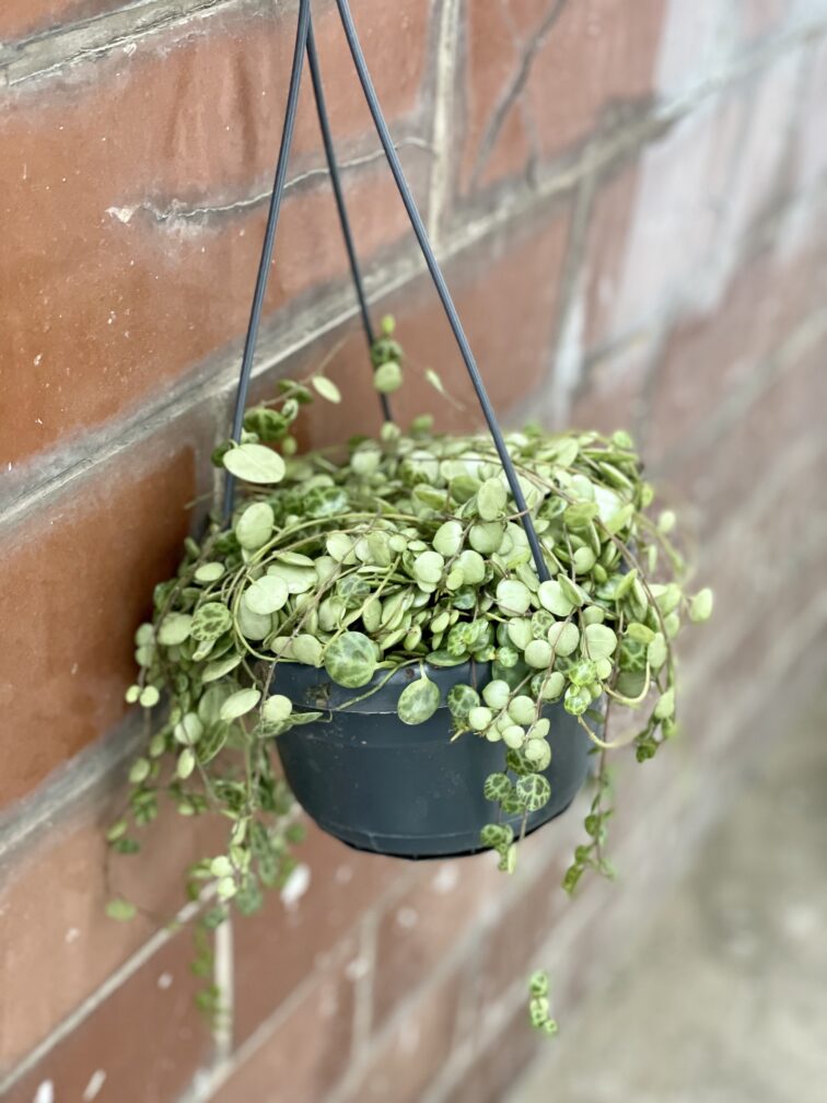 peperomia-prostrata_14x25-1_1644049829.jpg Zdjęcie rośliny Peperomia Prostrata, ujęcie 1