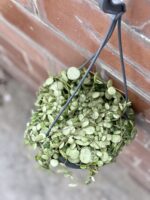 Zdjęcie rośliny Peperomia Prostrata, ujęcie 2