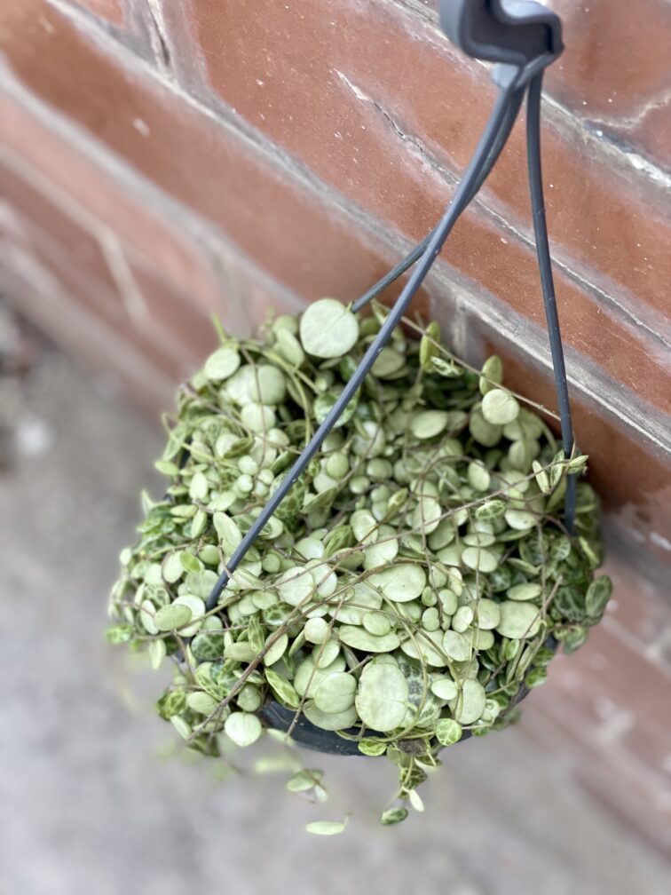 Zdjęcie rośliny Peperomia Prostrata, ujęcie 2