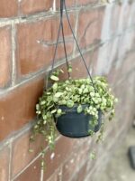 Zdjęcie rośliny Peperomia Prostrata, ujęcie 3
