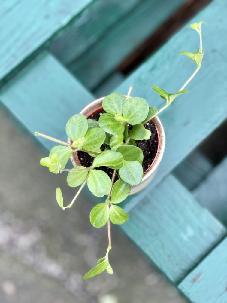 Zdjęcie rośliny Peperomia rotundifolia, ujęcie 1