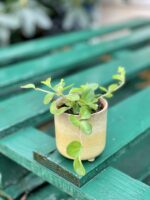 Zdjęcie rośliny Peperomia rotundifolia, ujęcie 2