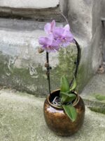 Zdjęcie rośliny Phalaenopsis Niagara Fall (Storczyk), ujęcie 1