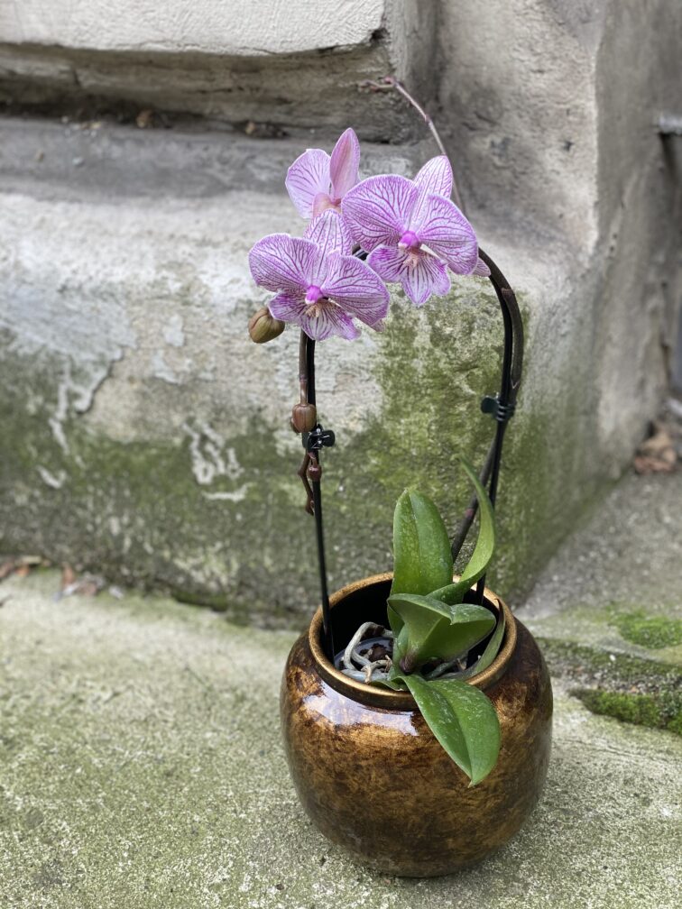 Zdjęcie rośliny Phalaenopsis Niagara Fall (Storczyk), ujęcie 1