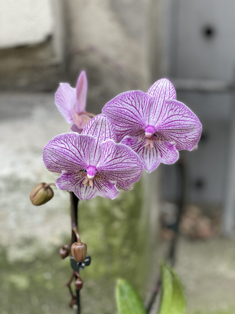 Zdjęcie rośliny Phalaenopsis Niagara Fall (Storczyk), ujęcie 2