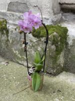 Zdjęcie rośliny Phalaenopsis Niagara Fall (Storczyk), ujęcie 3