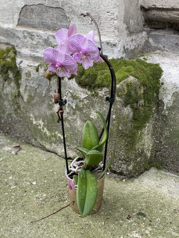 Zdjęcie rośliny Phalaenopsis Niagara Fall (Storczyk), ujęcie 3
