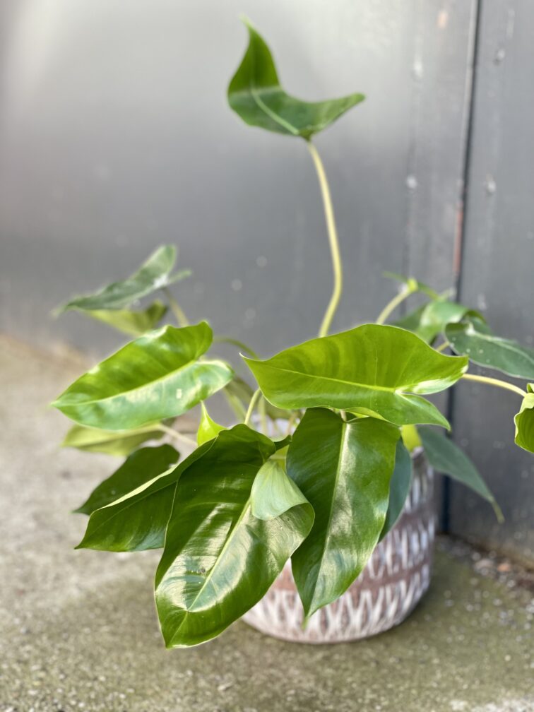 Zdjęcie rośliny Philodendron Burle Marx, ujęcie 1