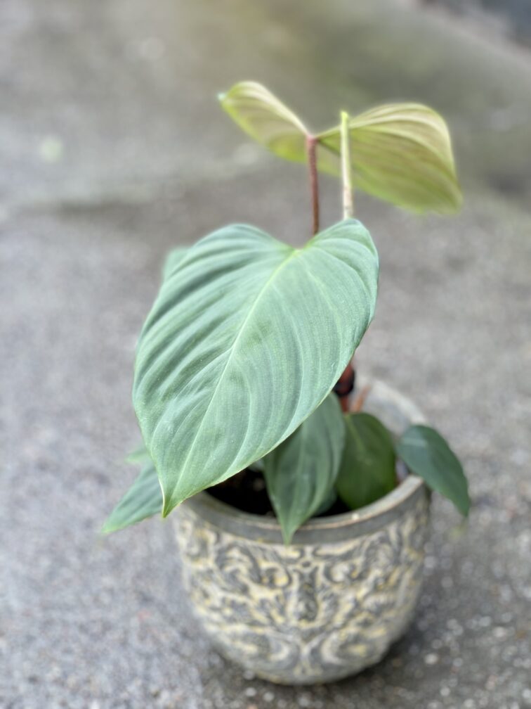 Zdjęcie rośliny Philodendron Fuzzy Petiole, ujęcie 2